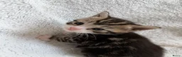 British Shorthair cats for sale: Adorable Marble markings Kittens - Advert 20
