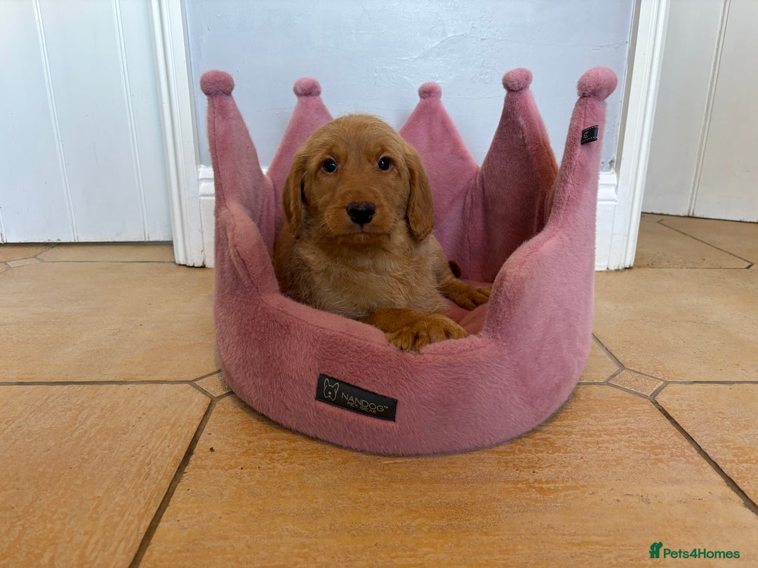 Labradoodle dogs for sale: ⭐️⭐️ Stunning F1 Miniature Labradoodles ⭐️⭐️ - Advert 24