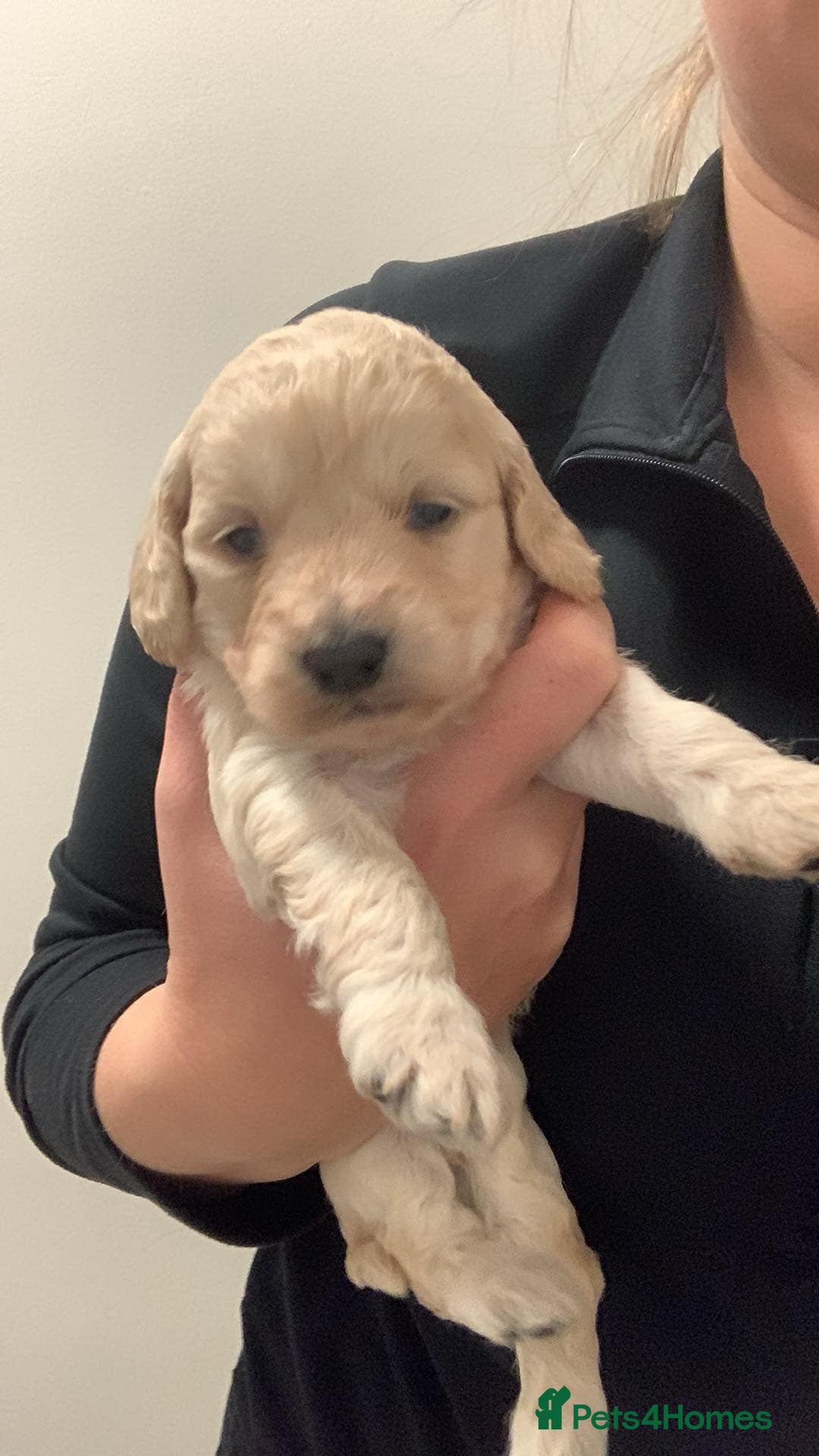 Cockapoo dogs for sale: Cockerpoo female  - Image 5