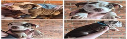 Mixed Breed dogs for sale: Stunning Old Tyme/English Bulldog Puppies–Ready2go - Advert 9
