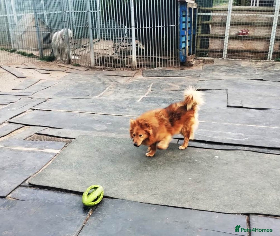 Mixed Breed dogs for adoption: MONTY – an example of Resilience and Devotion - Advert 10