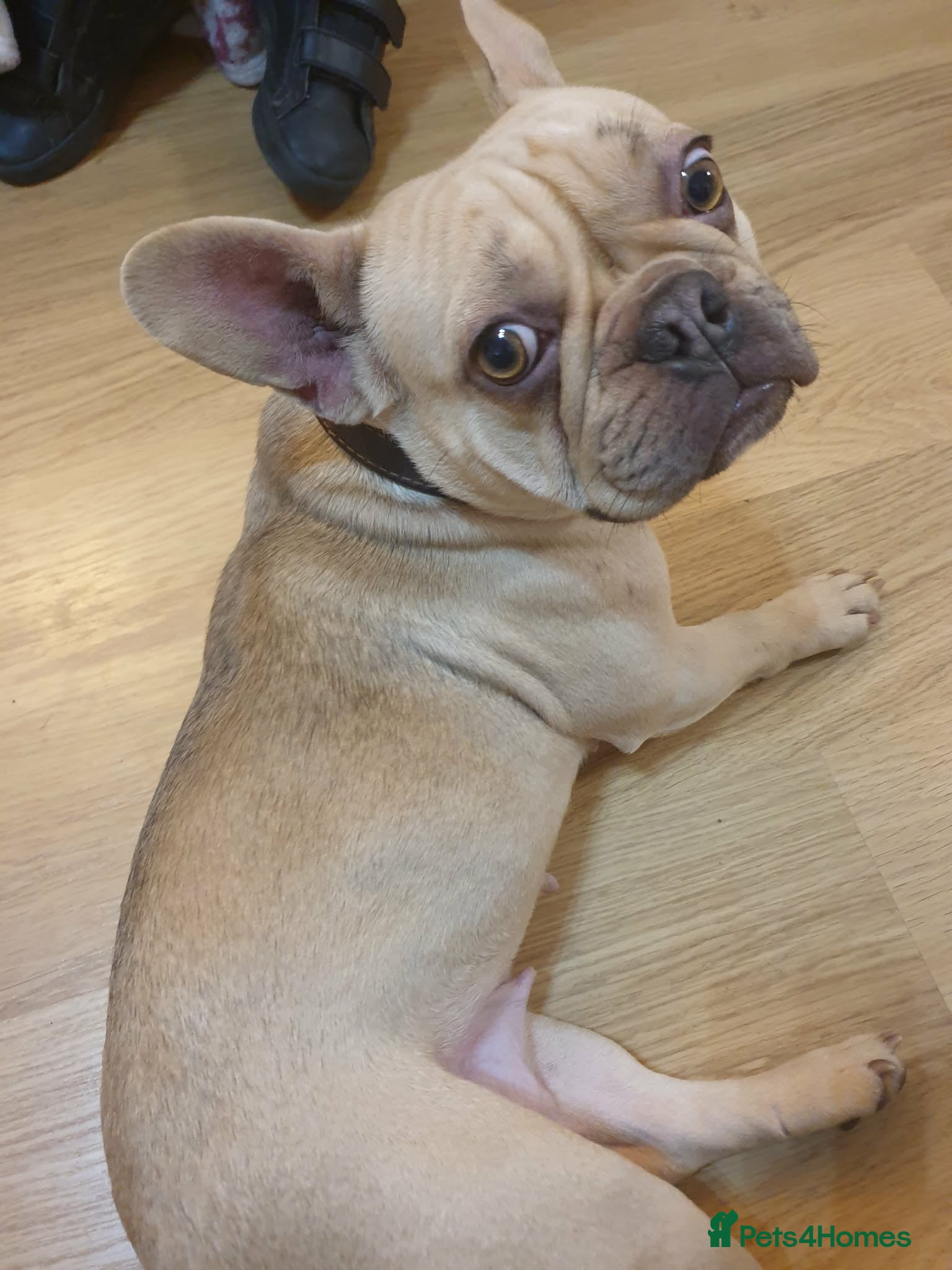 French Bulldog dogs French bulldog for sale  - Advert 4