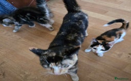 Mixed Breed cats for sale: 3 beautiful kittens - Image 4