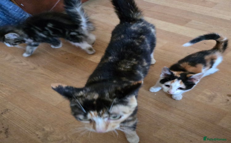 Mixed Breed cats - Advert 5