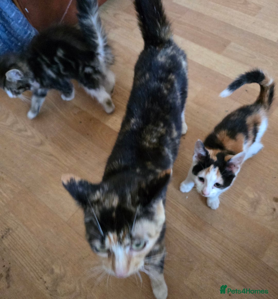 Mixed Breed cats for sale: 3 beautiful kittens - Image 4