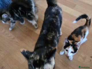 Mixed Breed cats - Advert 7