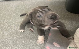 Shar Pei dogs for sale: Shar pei - Image 1