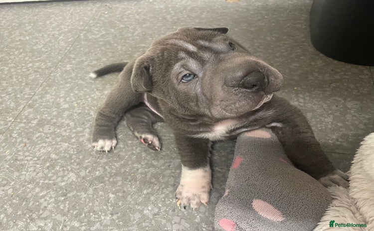 Shar Pei dogs - Advert 1