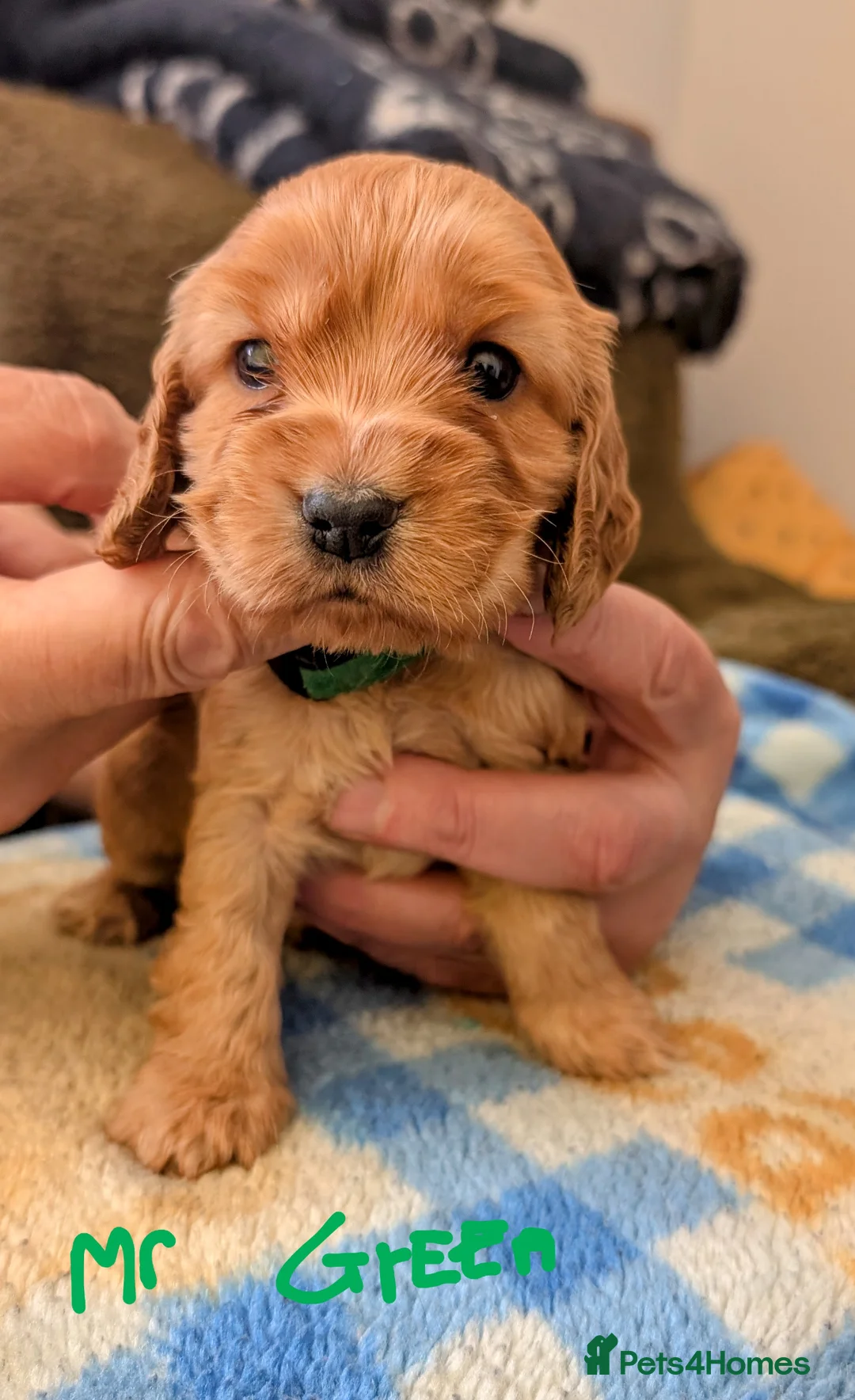 Cocker Spaniel dogs for sale: Adorable KC reg, Pure, Golden Cocker Puppies   in Llansantffraid - Advert 14