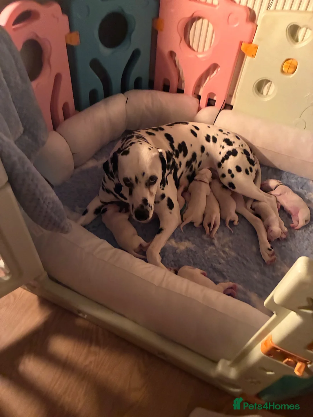 Dalmatian dogs for sale: Dalmatian puppies in Chatteris - Advert 1