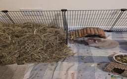 Guinea Pig rodents for sale: Guinea pigs  - Image 2