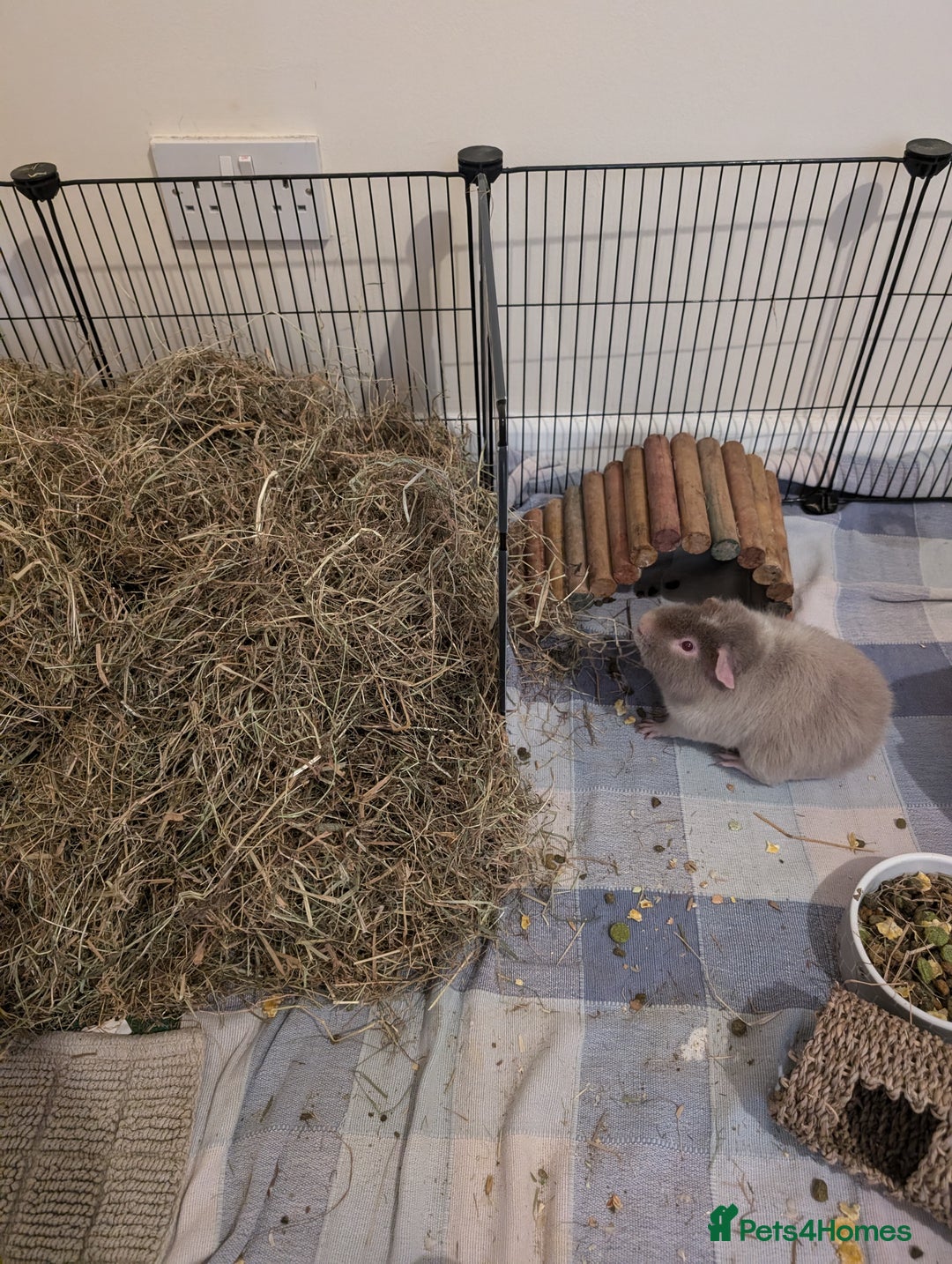 Guinea Pig rodents for sale: Guinea pigs  - Image 2