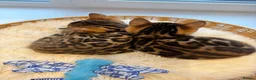 Bengal cats for sale: Bengal kittens 🥰🥰🥰🇬🇧🇬🇧🇬🇧 - Advert 15