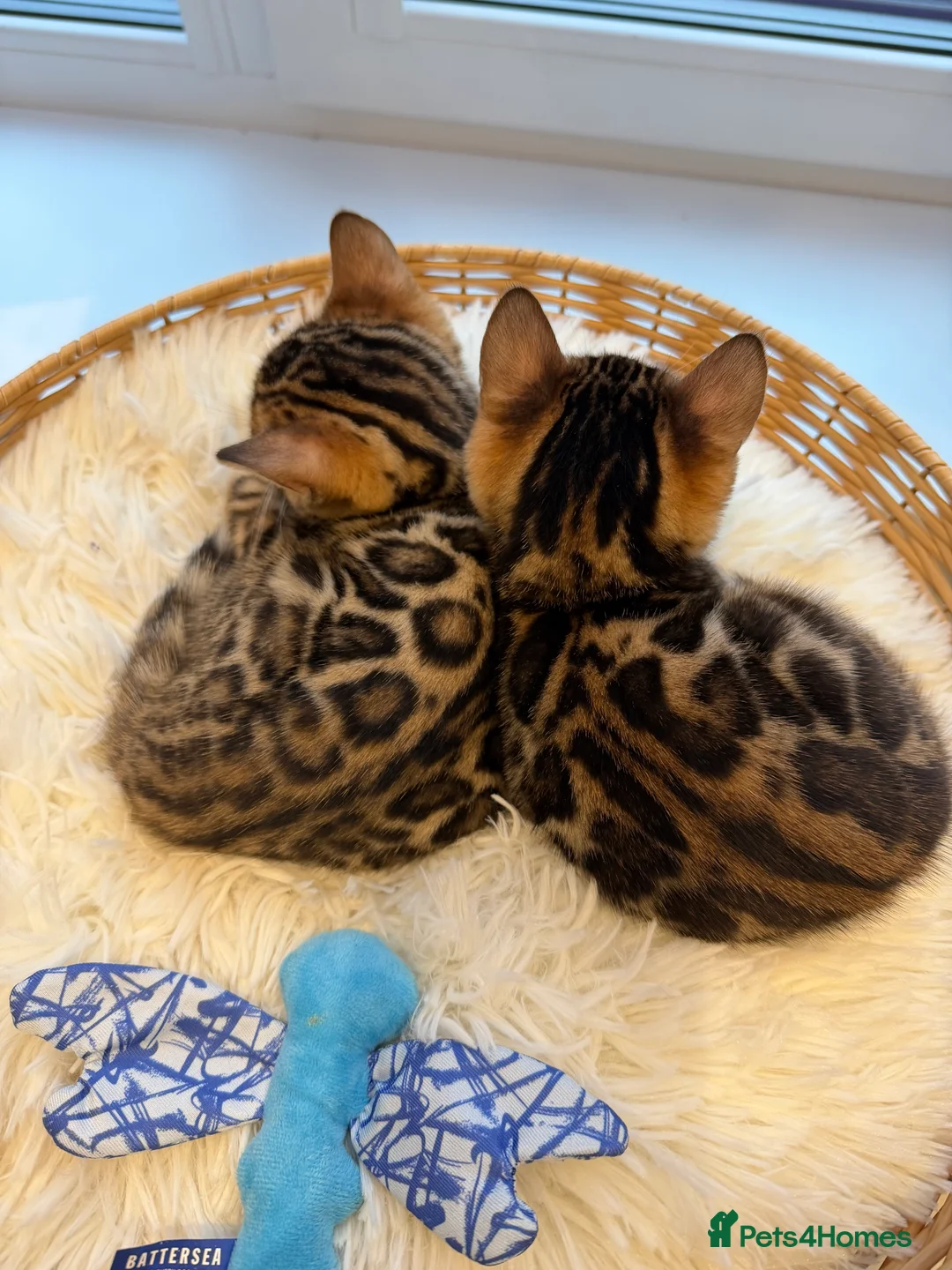 Bengal cats for sale: Bengal kittens 🥰🥰🥰🇬🇧🇬🇧🇬🇧 - Advert 15