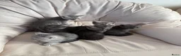 British Shorthair cats for sale: Bsh cross ragdoll kittens READY NOW! - Advert 27