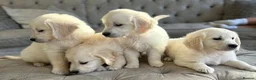 Golden Retriever dogs for sale: GOLDEN RETRIEVER PUPPIES READY in Bury - Advert 2