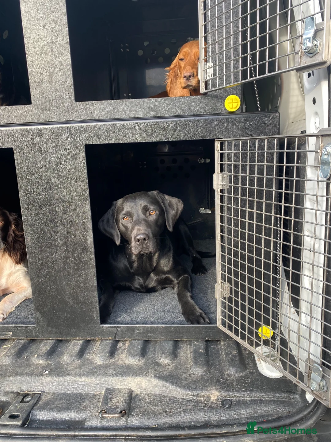 Labrador Retriever dogs for stud: Fin - BLACKTHORN - Advert 7