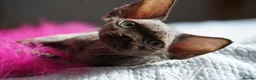 Devon Rex cats for sale: 🤎 Chocolate Devon Rex Boy Umber 🤎 - Advert 17