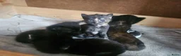Mixed Breed cats for sale: Kittens - long hair - calico - Advert 4