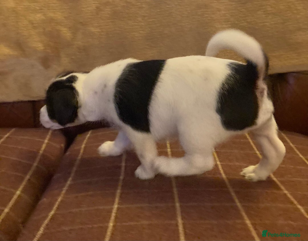 Jack Russell dogs for sale: Jack Russel pups. Two left one girl one boy - Advert 9