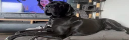 Great Dane dogs for sale: Great Danes puppies  - Advert 5