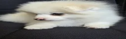 Pomeranian dogs for sale: Beautiful pomeranian  puppies ready to go - Advert 4