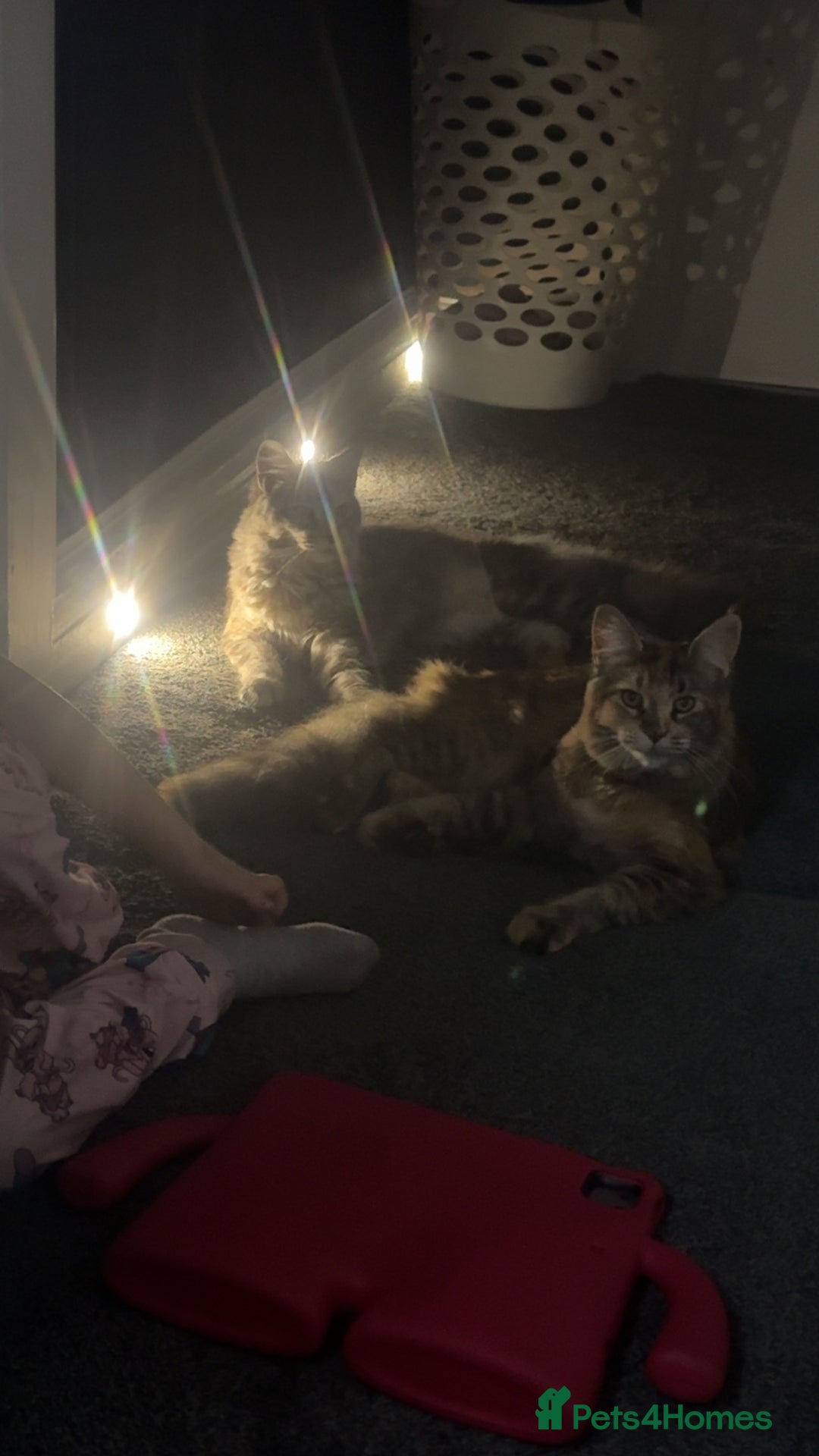 Maine Coon cats for sale: Two female maincoons - Image 2