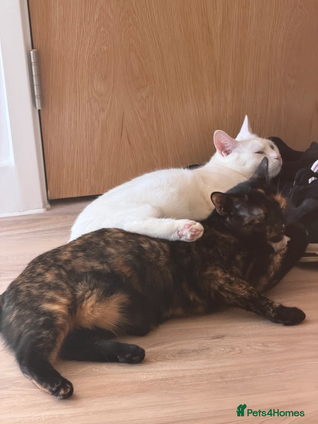Domestic Shorthair cats for sale: Beautiful Friendly Spayed Female Cats - Advert 1