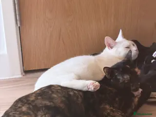 Domestic Shorthair cats Beautiful Friendly Spayed Female Cats - Advert 7