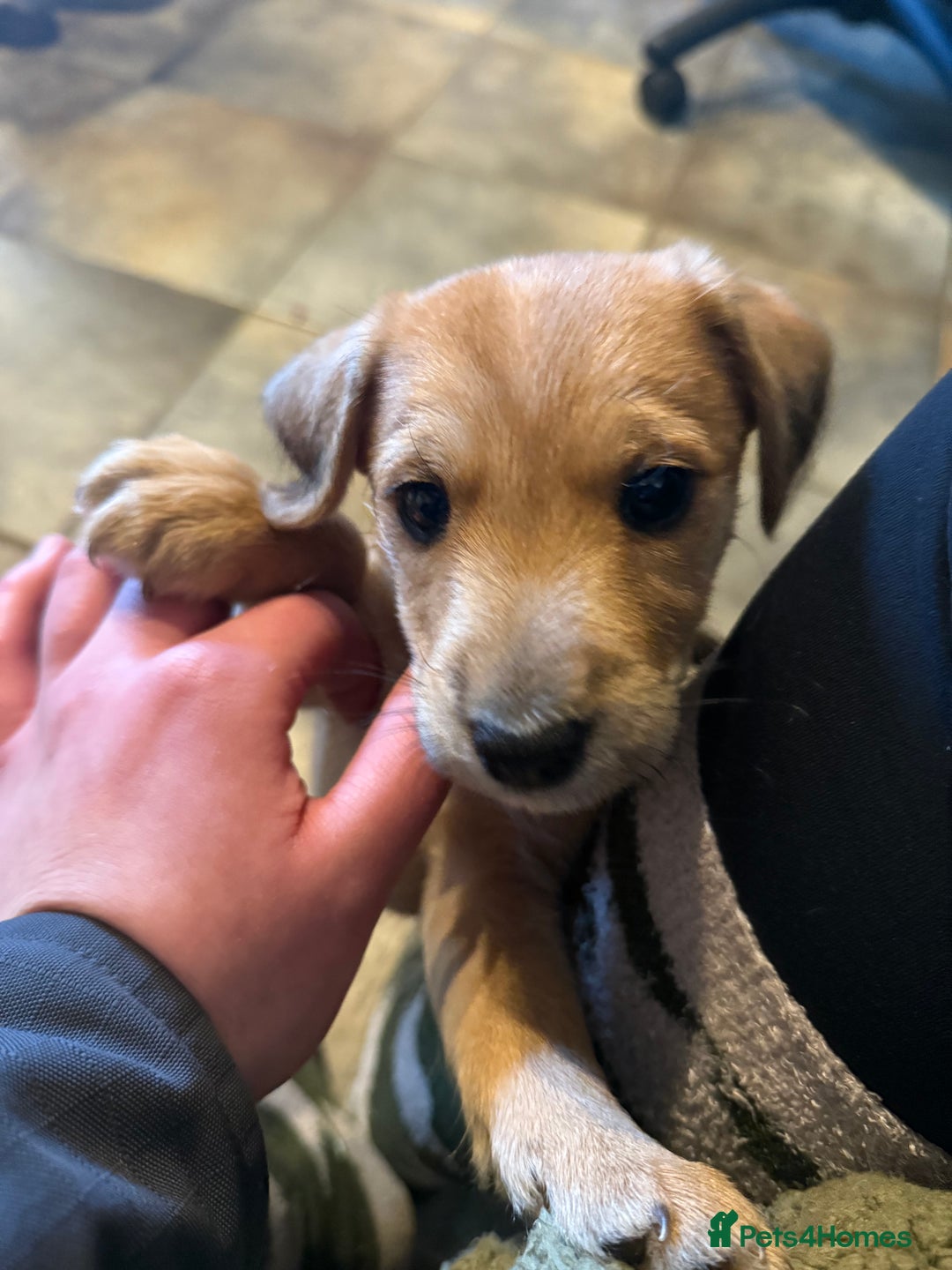 Mixed Breed dogs for sale: Jack Russell X Lakeland Terrier Puppies - Advert 8