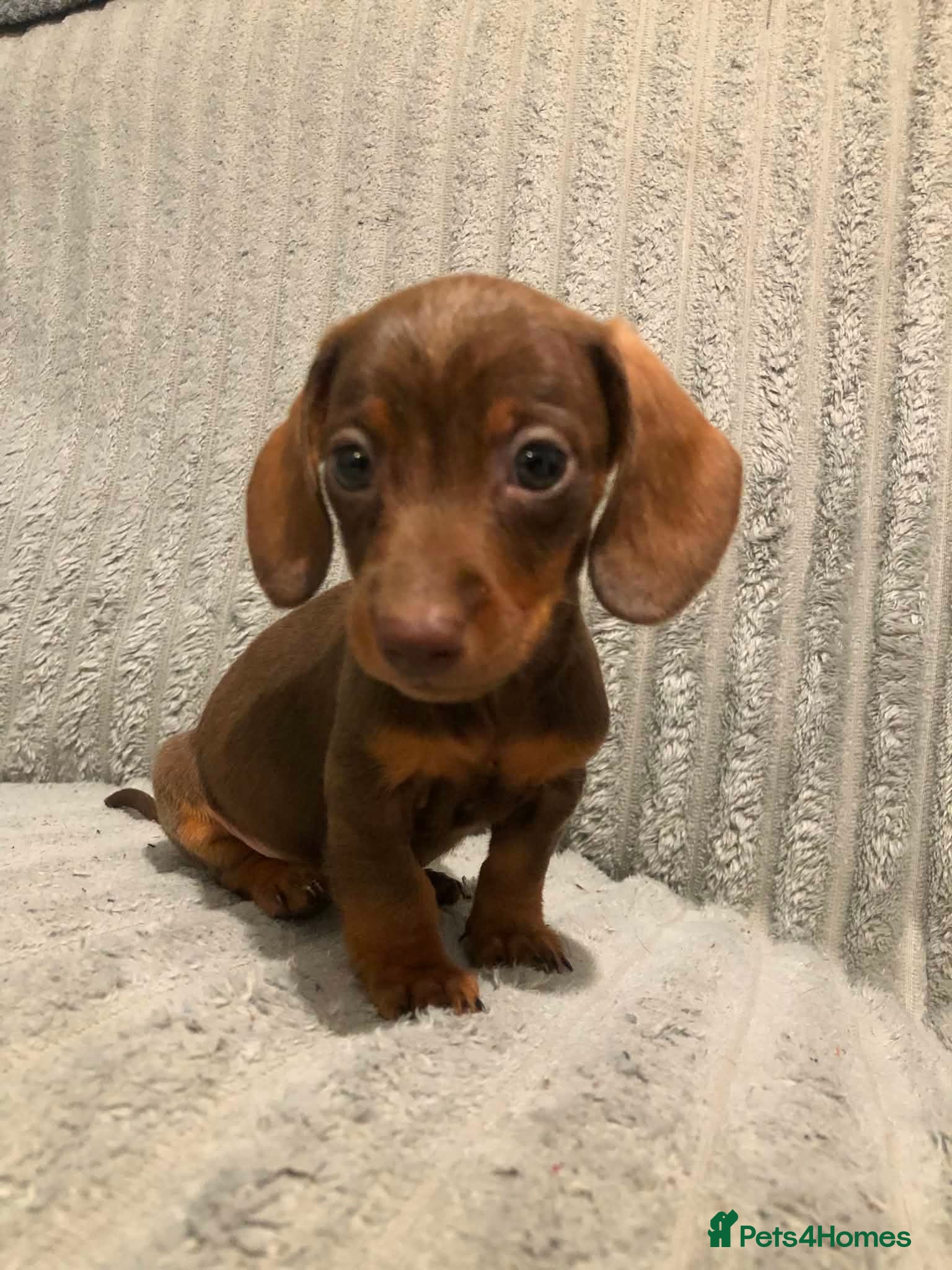 Miniature Dachshund dogs 2 girls left available  - Advert 17
