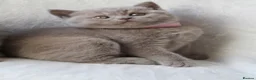British Shorthair cats for sale: GCCF British Shorthair Kittens  - Advert 7