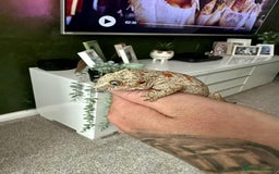 Gecko reptiles for sale: Gargoyle Gecko - Image 2