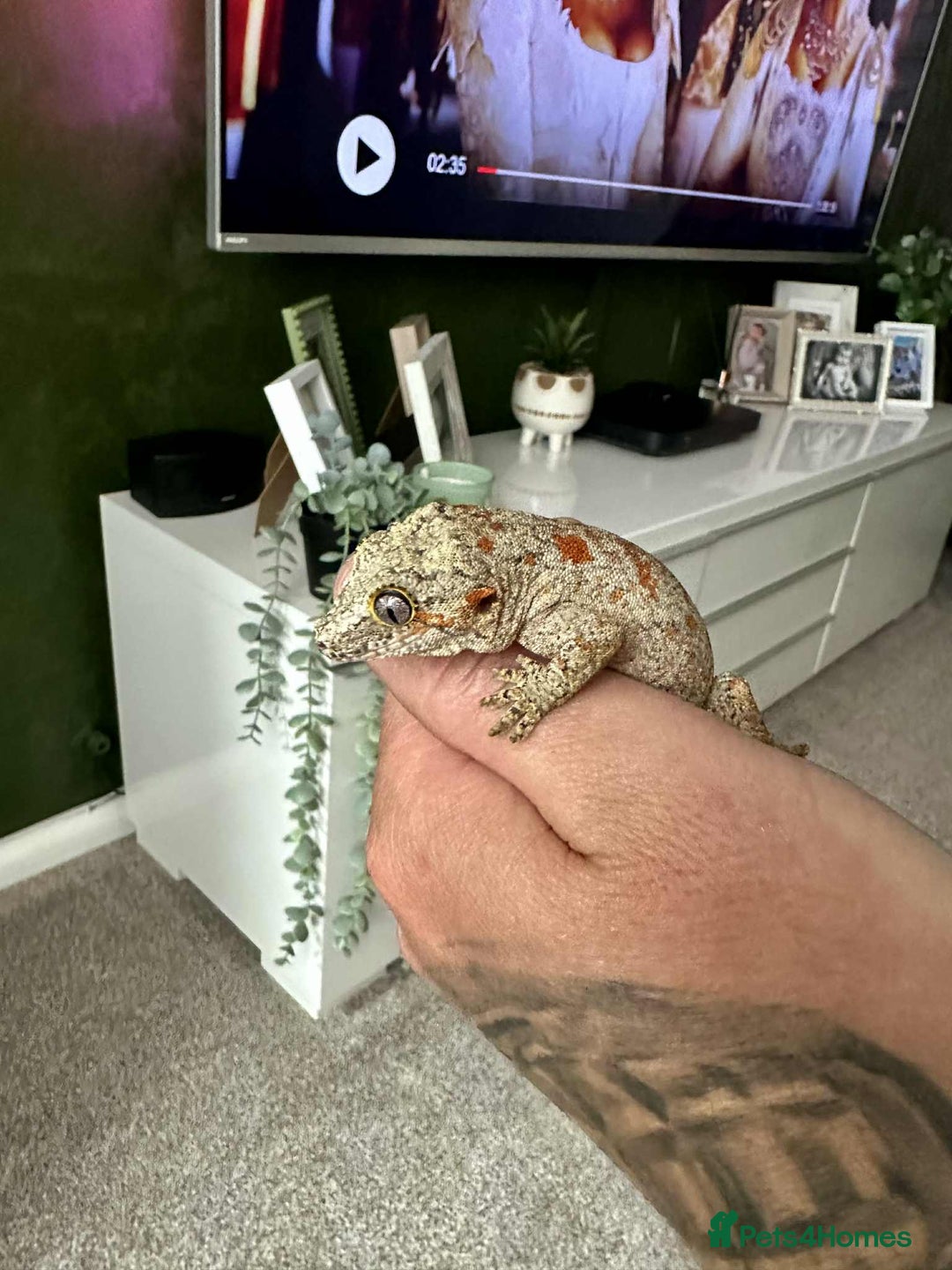 Gecko reptiles for sale: Gargoyle Gecko - Image 2