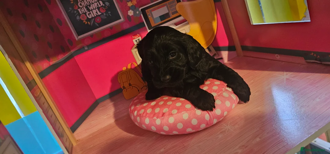 Cockapoo dogs for sale: Cockapoo puppies £650 - Advert 12