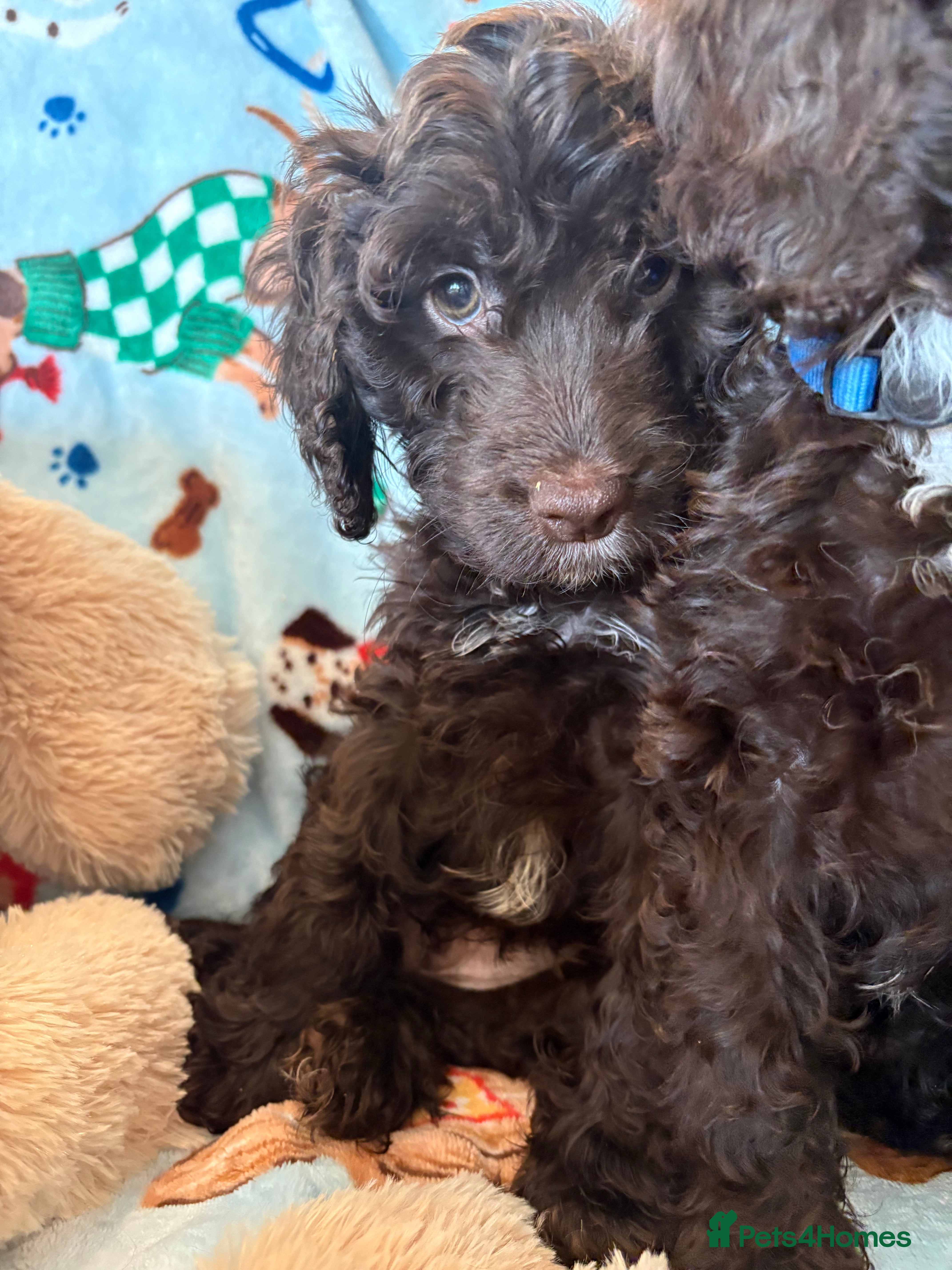 Cockapoo dogs Most Beautiful litter F1 Cockapoo puppies  - Advert 2