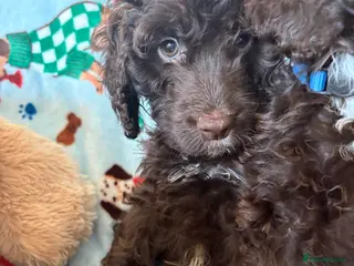 Cockapoo dogs Most Beautiful litter F1 Cockapoo puppies - Advert 2