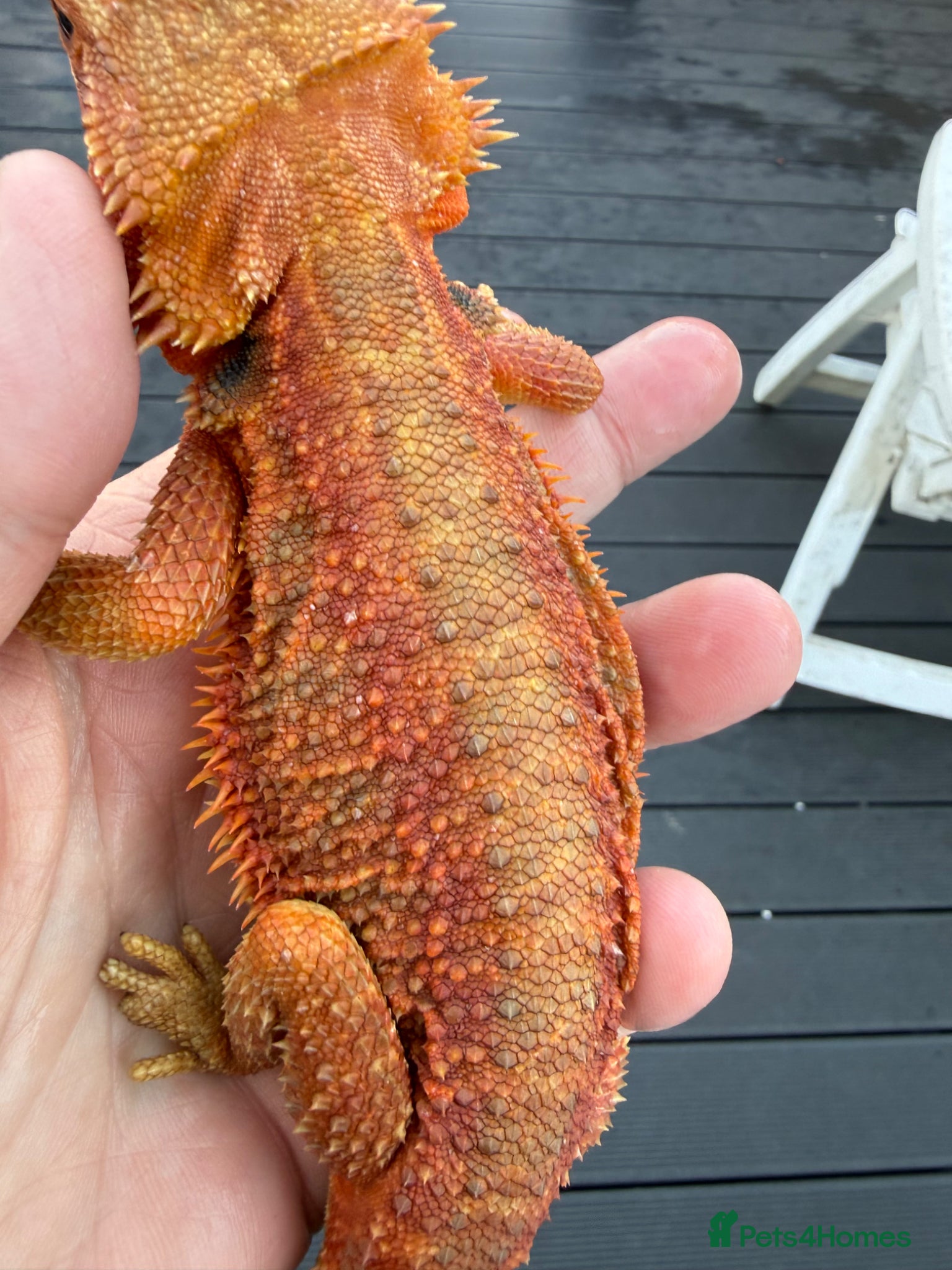Bearded Dragon reptiles Bearded Dragon baby  - Advert 15