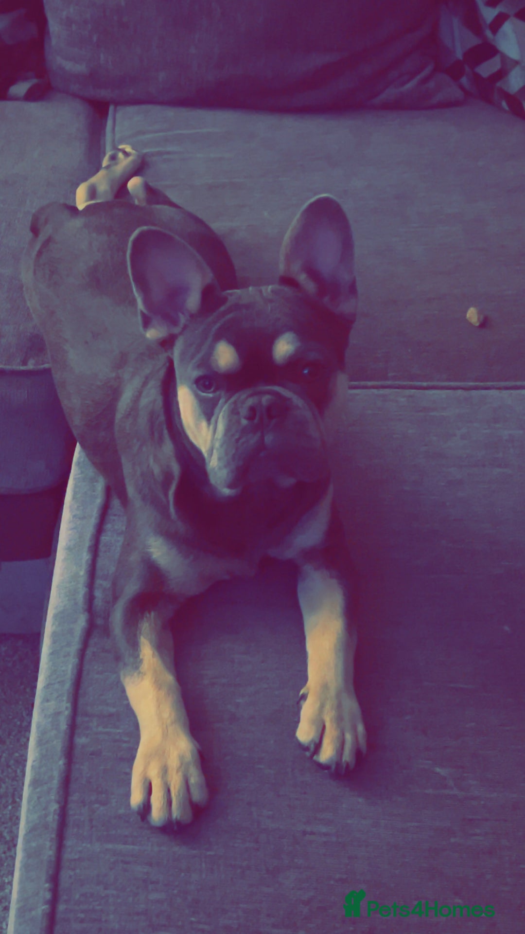 French Bulldog dogs for sale: Blue & Tan Pedigree French Bulldog - Image 3