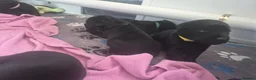 Labrador Retriever dogs for sale: Labrador black puppies  - Advert 17