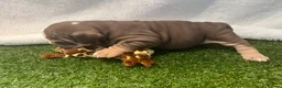 English Bulldog dogs for sale: BEAUTIFUL ENGLISH BULLDOGS  - Advert 12