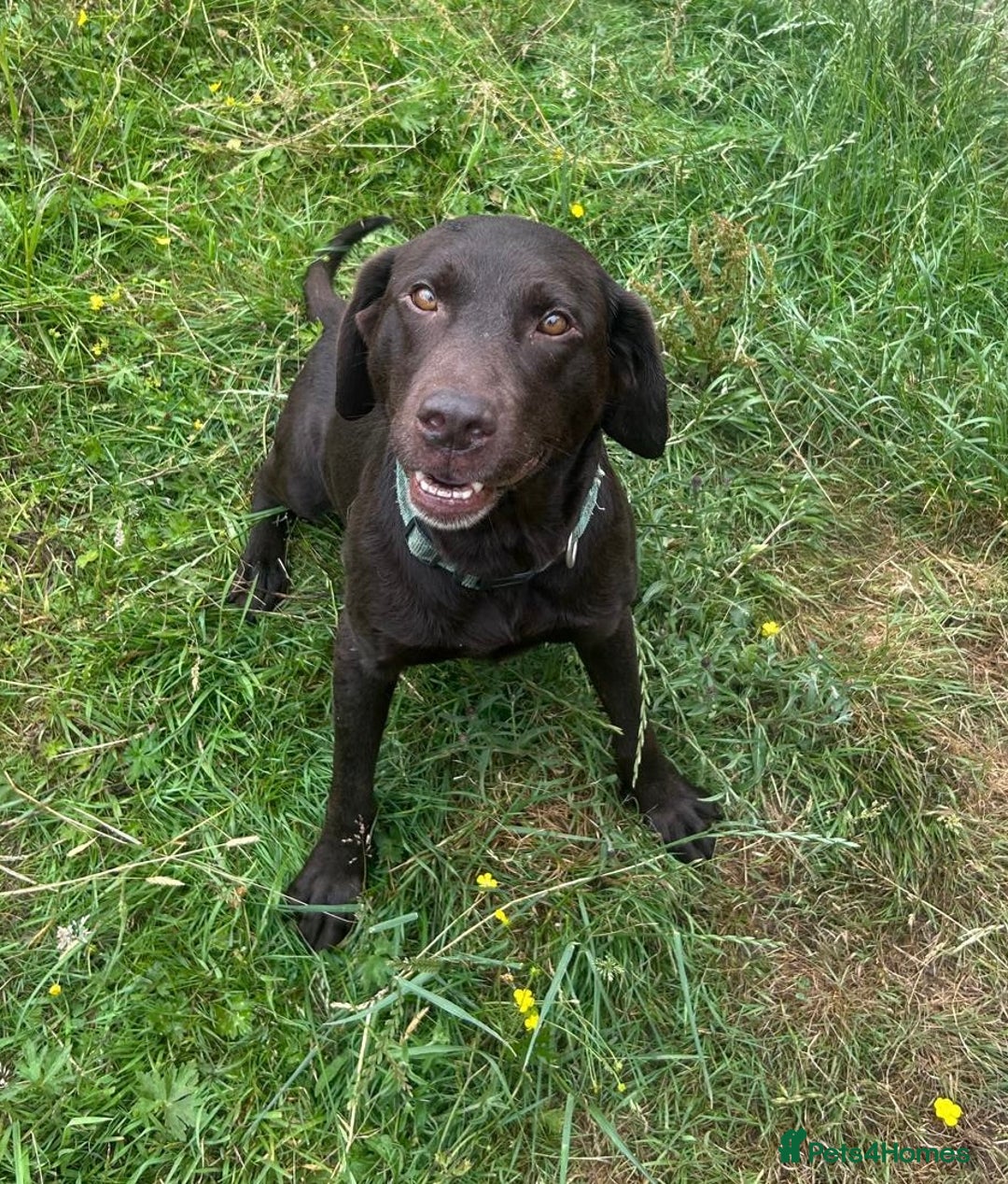 Labrador Retriever dogs for sale: Outstanding litter of Chocolate Labradors  - Advert 10