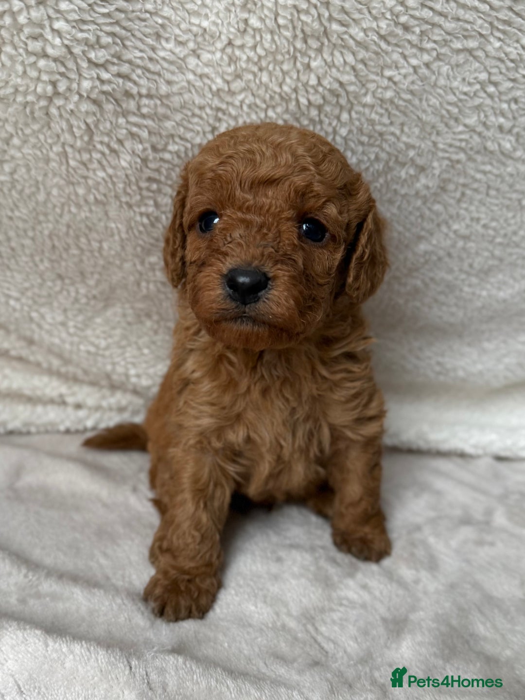 Cavapoo dogs for sale: Adorable Cavapoo Puppies - Advert 5