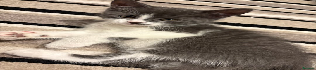 Mixed Breed Kitten 4