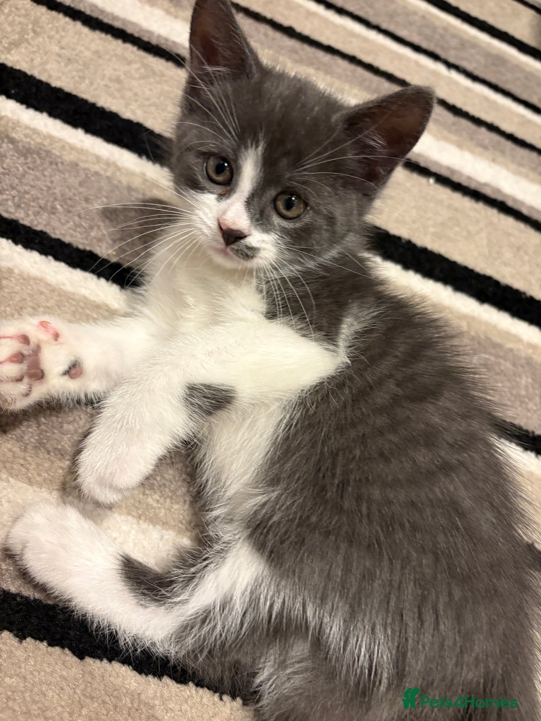 Mixed Breed cats for sale: Adorable Kittens Looking for Loving Homes  - Image 6