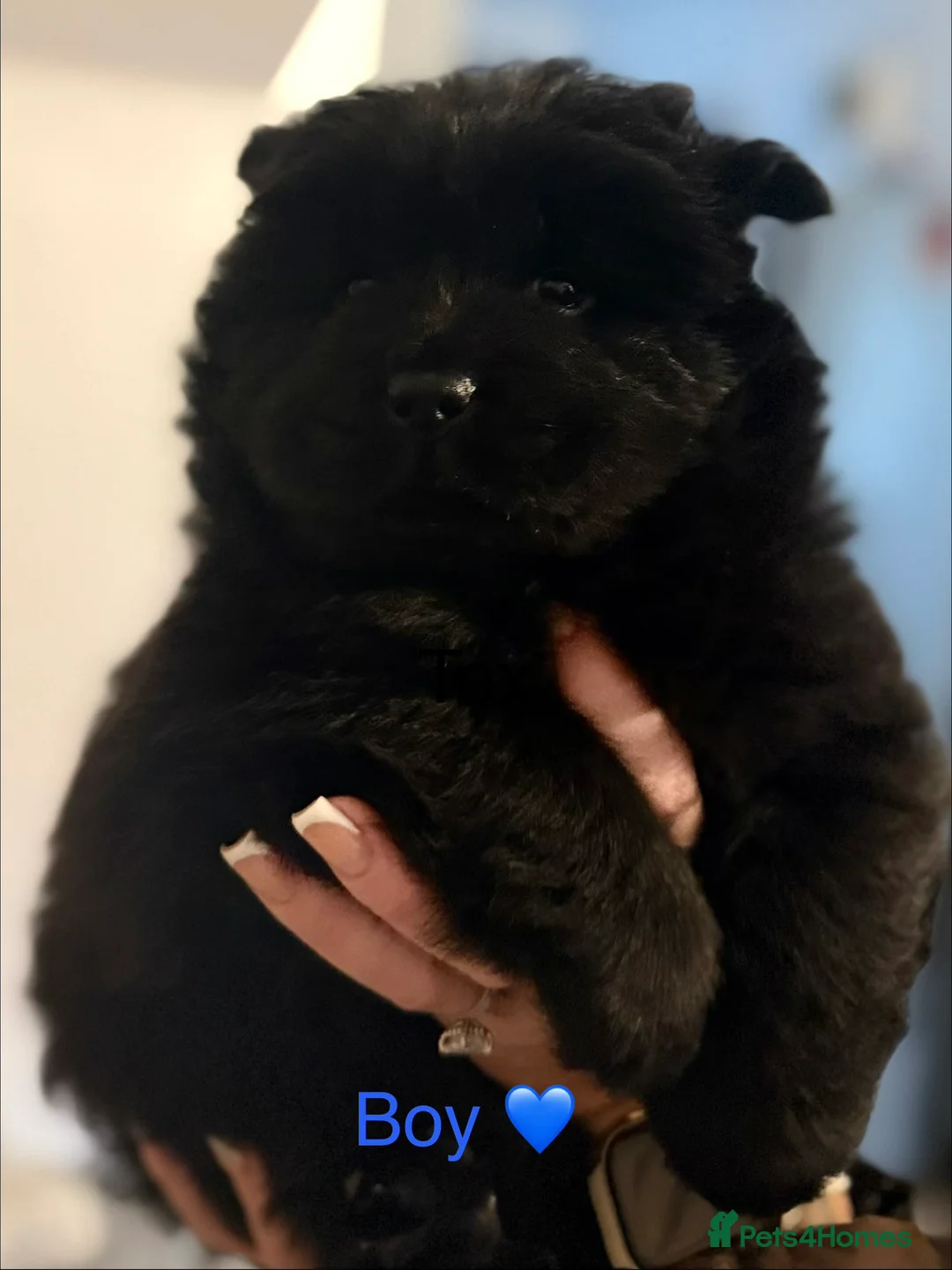 Chow Chow dogs for sale: Merle chow chow - Advert 18