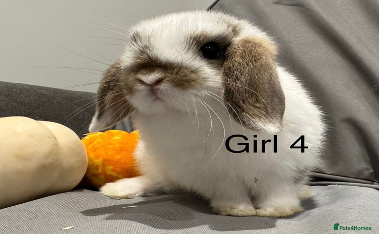 Mini Lop rabbits - Advert 5