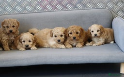 Cavapoochon dogs for sale: Cavapoochon puppies for sale - Advert 10