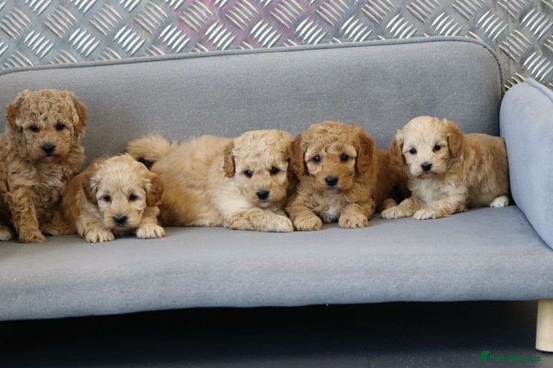Cavapoochon dogs for sale: Cavapoochon puppies for sale - Advert 10