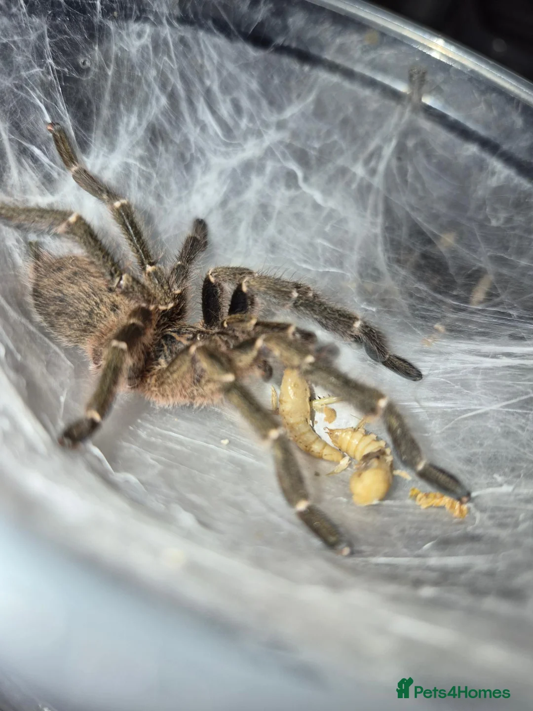Tarantulas invertebrates for sale: List of Mix breed Tarantulas and a Boa  - Advert 2